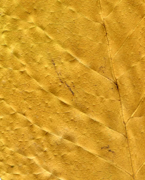 Kuru yaprak bir — Stok fotoğraf