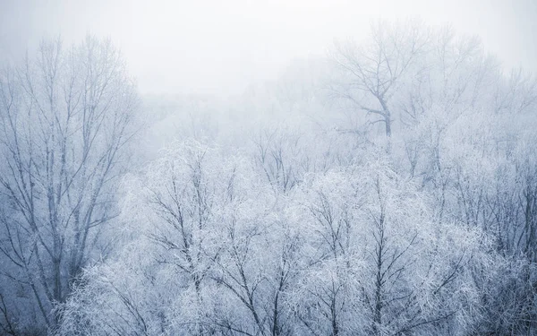 Mattina invernale nevosa — Foto Stock