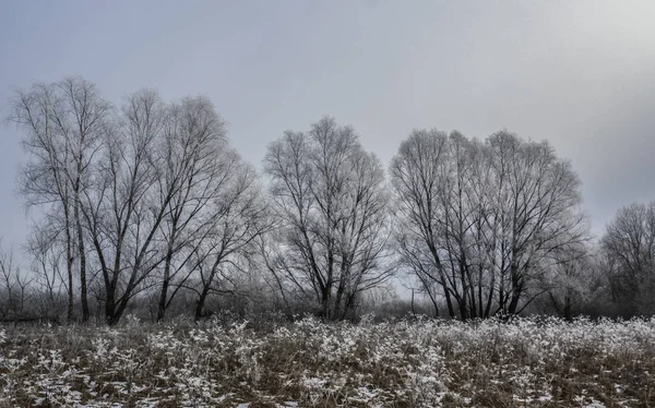 Сніг покрив траву і дерева — стокове фото