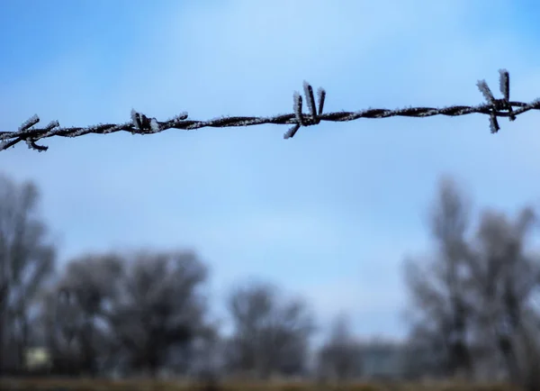 Barbed wire in winter — Stock Photo, Image