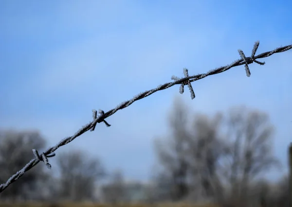 Barbed wire in winter — Stock Photo, Image