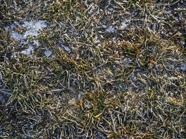 Snow Covered Grass — Stock Photo, Image