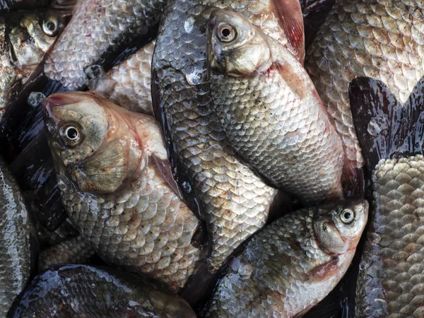 Carpa en lugar de pescado —  Fotos de Stock