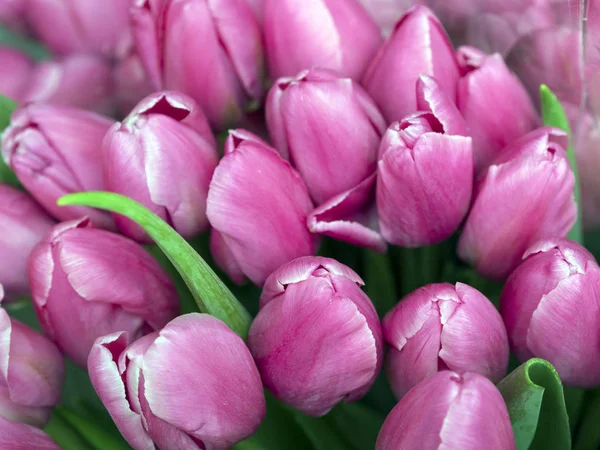 Brotes de tulipán rosa — Foto de Stock