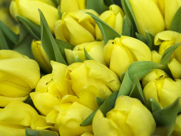 Gelbe Tulpenknospen — Stockfoto