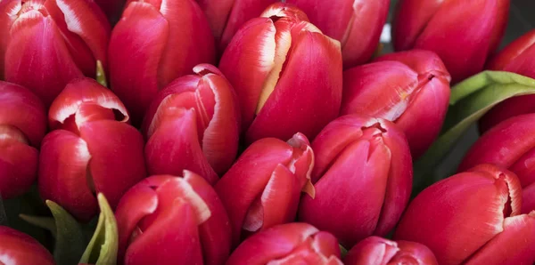 Rote Tulpenknospen — Stockfoto