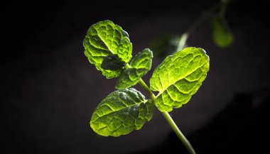 yetişen nane tesisi 