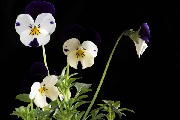 Violet pensé blomma — Stockfoto