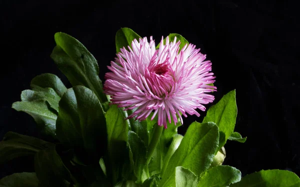 Cabeza de flor de margarita roja — Foto de Stock