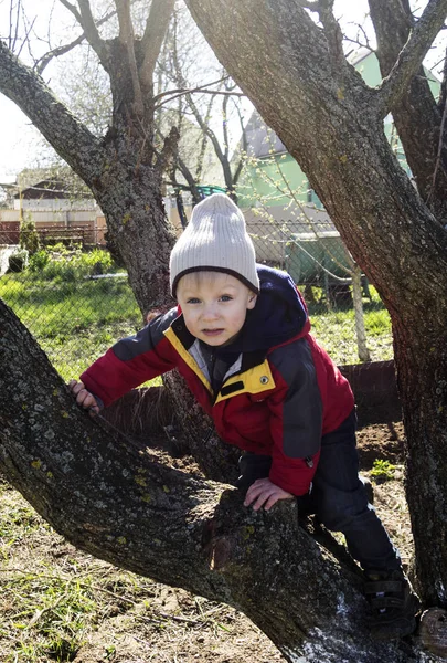 Boy sitting on the tree — Stock Photo, Image