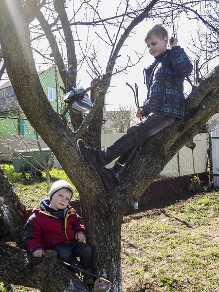 Мальчик сидит на дереве — стоковое фото