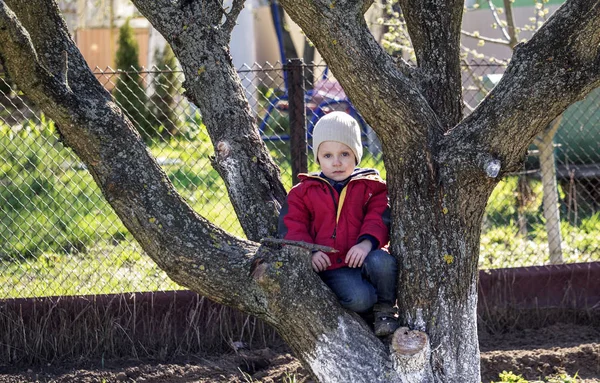 Pojken sitter på trädet — Stockfoto