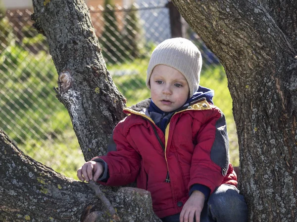 Niño sentado en el árbol — Foto de Stock