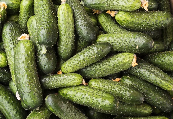 Verse groene komkommer — Stockfoto