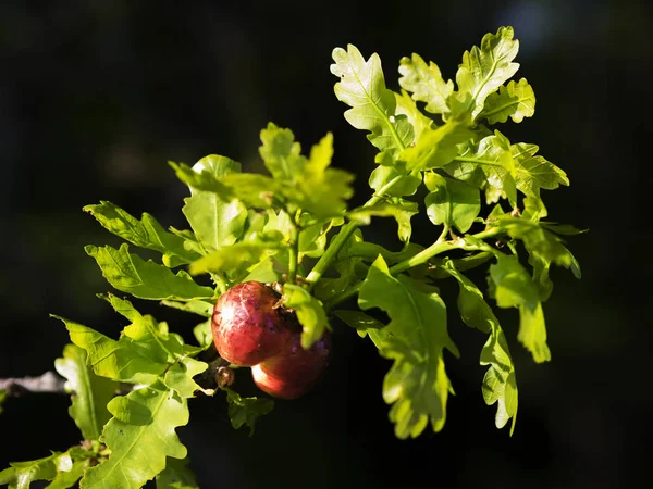 Galls eller cecidia — Stockfoto