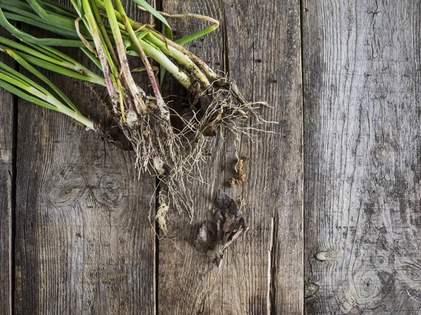 Green garlic bunch — Stock Photo, Image