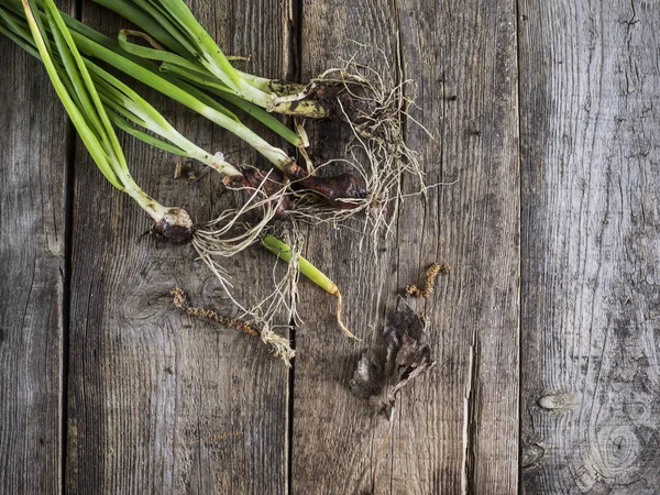 Green onion bunch — Stock Photo, Image