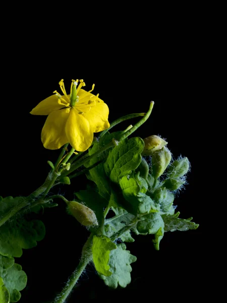 F; ower of celandine — стоковое фото