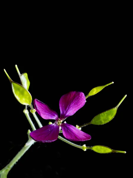 F; Lunaria ower — Stok fotoğraf