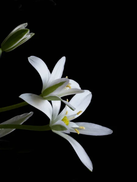 Flower of Ornithogalum — Stock Photo, Image