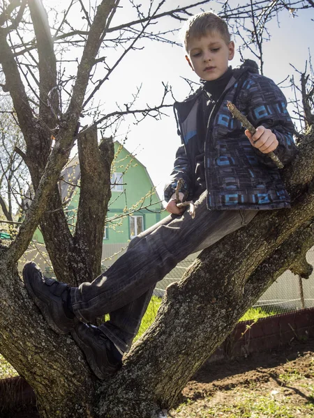 Boy sitting on the tree — Stock Photo, Image