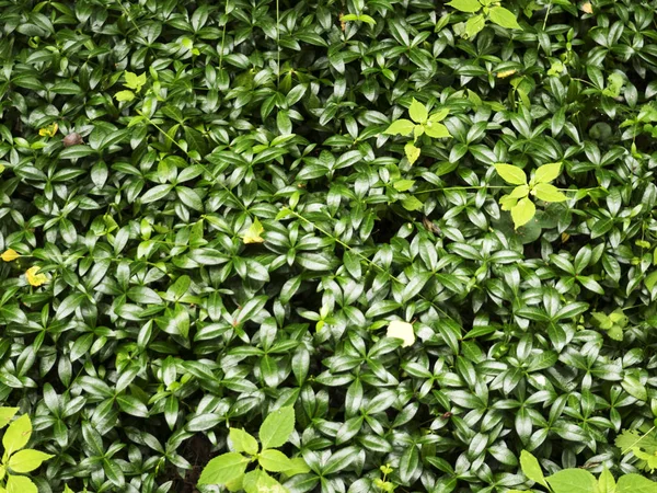 Planten groeien op veld — Stockfoto