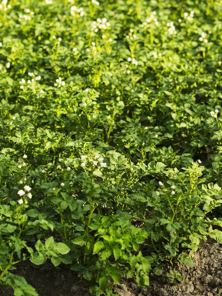 Blommande potatis fältet — Stockfoto