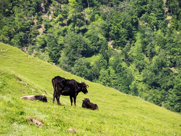 Landschaft mit Kühen — Stockfoto