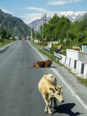 inek yolda yalan