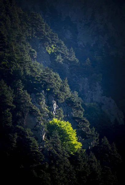 Forêt éclairée par le soleil — Photo