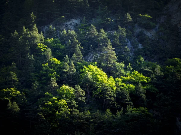 Forêt éclairée par le soleil — Photo