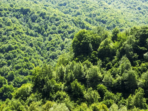 Green tree forest — Stock Photo, Image