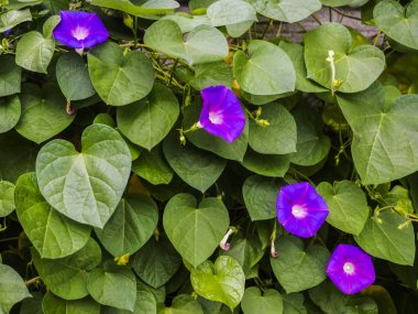 Mavi çiçekler - Convolvulus mauritanicus