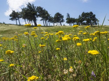 çayır kır çiçeği ile