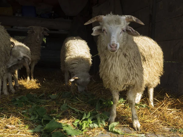 Offer schapen in — Stockfoto