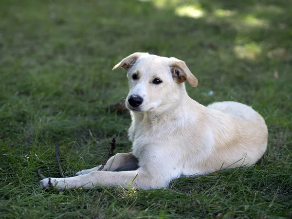 Weißer Hund auf Gras — Stockfoto