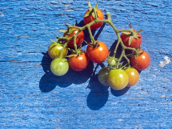 Cherry rajčata na modrém pozadí — Stock fotografie