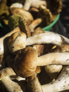 Boletus mantarı mantar