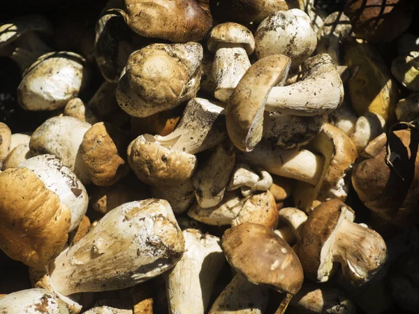 Boletus mantarı mantar