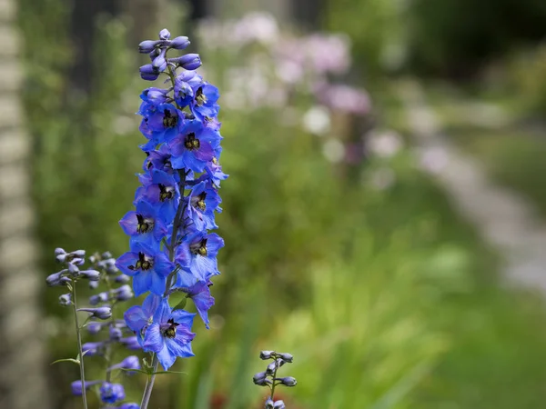 Сині квіти Delphinium — стокове фото