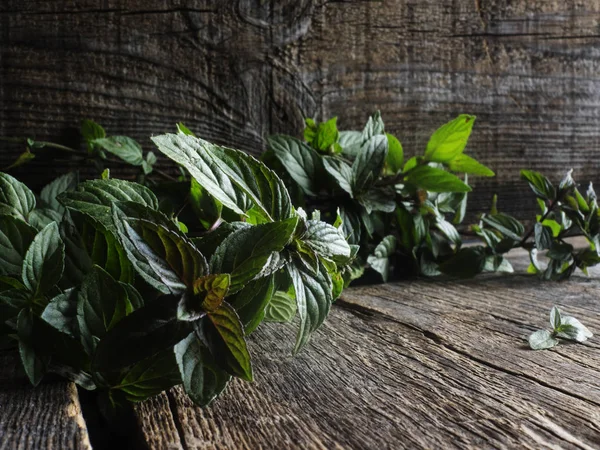 Fresh mint leaves — Stock Photo, Image