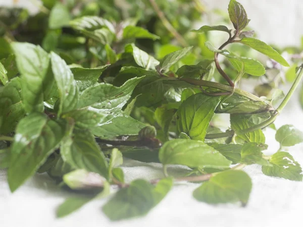 Fresh mint leaves — Stock Photo, Image