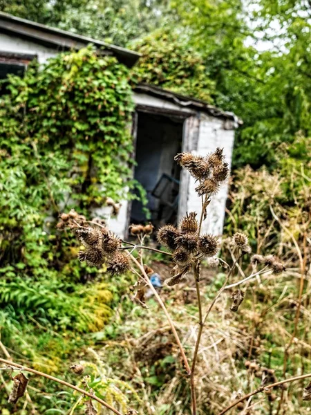 terk edilmiş bir evde