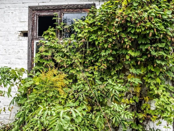 terk edilmiş bir evde