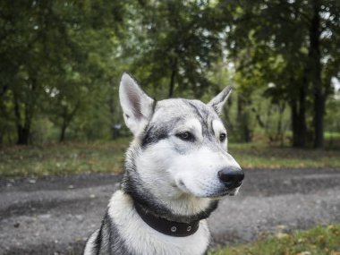 Doğu Sibirya laika