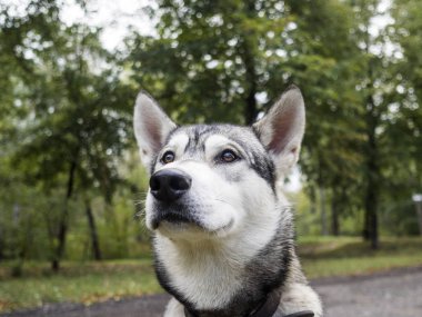 Doğu Sibirya laika