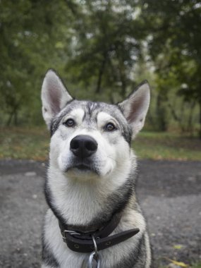 Doğu Sibirya laika