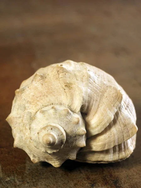 결된 rapa whelk의 껍질 — 스톡 사진