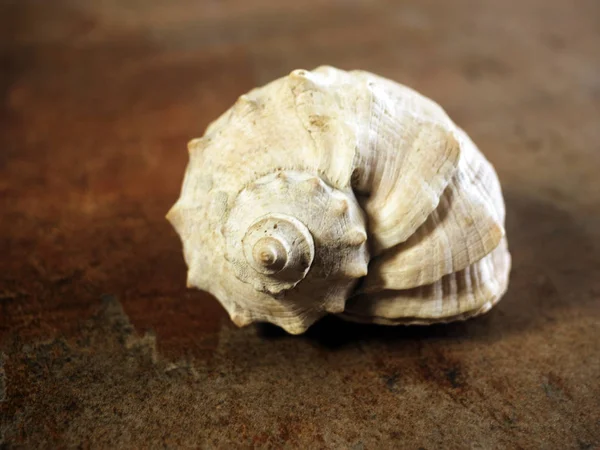 결된 rapa whelk의 껍질 — 스톡 사진