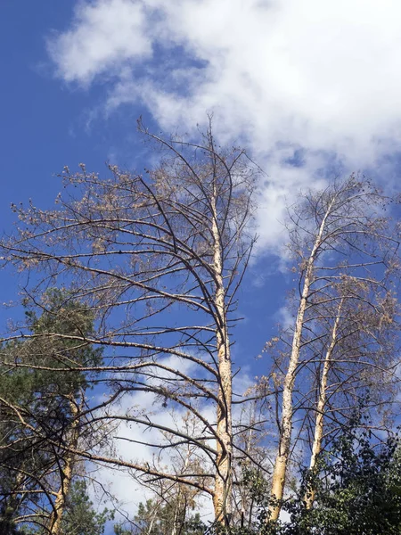Ağaçlar gökyüzüne karşı — Stok fotoğraf